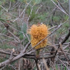 Banksia spinulosa var. spinulosa (Hairpin Banksia) at Mittagong, NSW - 27 Jul 2019 by Margot