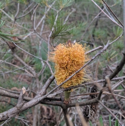 Banksia spinulosa var. spinulosa (Hairpin Banksia) at Mittagong - 27 Jul 2019 by Margot