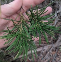 Banksia spinulosa var. spinulosa at Mittagong, NSW - 27 Jul 2019 12:17 PM
