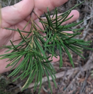 Banksia spinulosa var. spinulosa at Mittagong, NSW - 27 Jul 2019