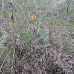 Banksia spinulosa var. spinulosa at Mittagong, NSW - 27 Jul 2019 12:17 PM