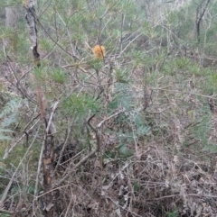 Banksia spinulosa var. spinulosa at Mittagong, NSW - 27 Jul 2019
