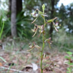 Arthrochilus irritabilis at Tewantin, QLD - 20 May 2017