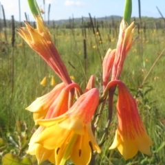 Blandfordia grandiflora (Christmas Bells) at Noosa National Park - 13 Feb 2016 by JoanH