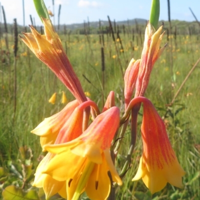 Blandfordia grandiflora (Christmas Bells) at Noosa National Park - 13 Feb 2016 by JoanH