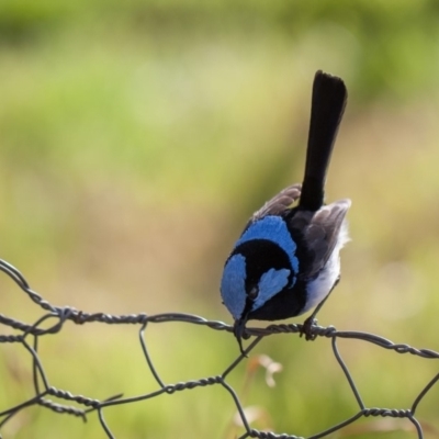 Malurus cyaneus (Superb Fairywren) at Murrumbateman, NSW - 27 Jul 2019 by SallyandPeter