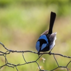 Malurus cyaneus (Superb Fairywren) at Murrumbateman, NSW - 27 Jul 2019 by SallyandPeter