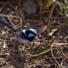 Malurus cyaneus at Murrumbateman, NSW - 27 Jul 2019