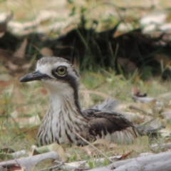 Burhinus grallarius (Bush Stone-curlew) at Great Sandy (Mainland) NP - 14 Jan 2019 by DonnaTomkinson