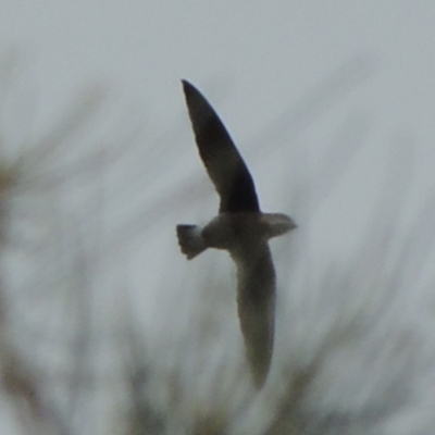 Hirundapus caudacutus (White-throated Needletail) at Noosa North Shore, QLD - 13 Jan 2019 by DonnaTomkinson