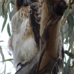 Hieraaetus morphnoides (Little Eagle) by roymcd
