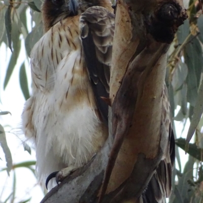 Hieraaetus morphnoides (Little Eagle) at Garran, ACT - 27 Jul 2019 by roymcd
