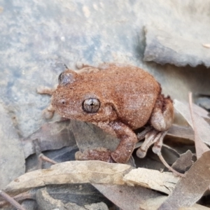 Litoria peronii at Bungendore, NSW - 27 Jul 2019 01:50 PM