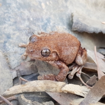 Litoria peronii (Peron's Tree Frog, Emerald Spotted Tree Frog) at Bungendore, NSW - 27 Jul 2019 by ClubFED