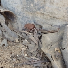 Litoria peronii at Bungendore, NSW - 27 Jul 2019 01:50 PM