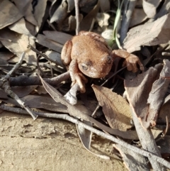 Litoria peronii at Bungendore, NSW - 27 Jul 2019 01:50 PM