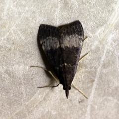 Uresiphita ornithopteralis (Tree Lucerne Moth) at O'Connor, ACT - 12 Feb 2018 by ibaird