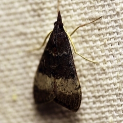 Uresiphita ornithopteralis at O'Connor, ACT - 12 Feb 2018