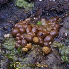 Trichia affinis at Kianga, NSW - 23 Jul 2019 by Teresa