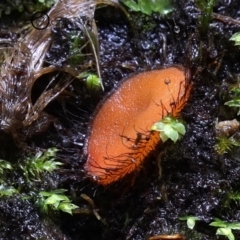 Scutellinia sp. (Scutellinia) at Kianga, NSW - 26 Jul 2019 by Teresa