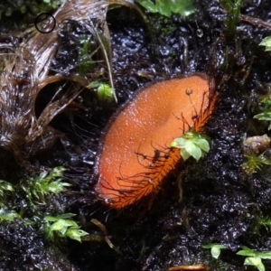 Scutellinia sp. at Kianga, NSW - 27 Jul 2019