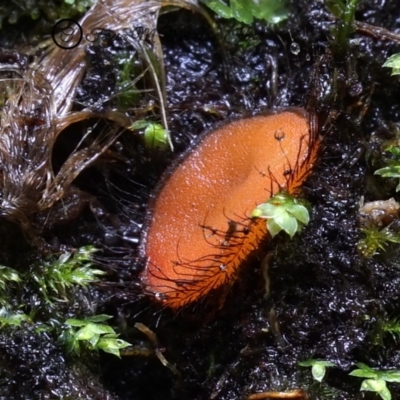 Scutellinia sp. (Scutellinia) at Box Cutting Rainforest Walk - 26 Jul 2019 by Teresa