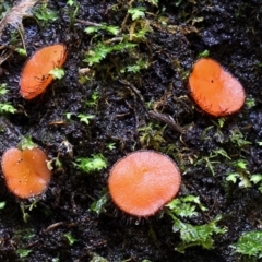 Scutellinia sp. at Kianga, NSW - 27 Jul 2019