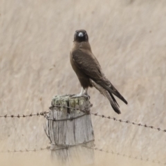 Falco berigora at Michelago, NSW - 26 Jul 2019