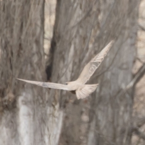 Falco berigora at Michelago, NSW - 26 Jul 2019