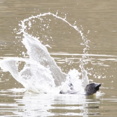 Biziura lobata (Musk Duck) at Illilanga & Baroona - 26 Jul 2019 by Illilanga