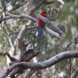 Platycercus elegans at Deakin, ACT - 27 Jul 2019 05:59 PM