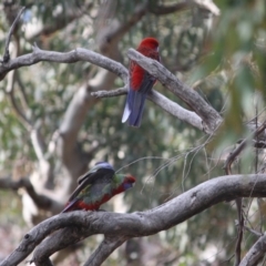 Platycercus elegans (Crimson Rosella) at Red Hill Nature Reserve - 27 Jul 2019 by LisaH