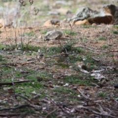 Pyrrholaemus sagittatus (Speckled Warbler) at Red Hill Nature Reserve - 27 Jul 2019 by LisaH