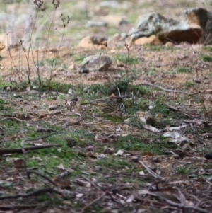 Pyrrholaemus sagittatus at Deakin, ACT - 27 Jul 2019 05:36 PM