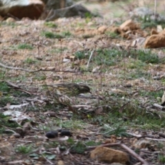 Pyrrholaemus sagittatus at Deakin, ACT - 27 Jul 2019