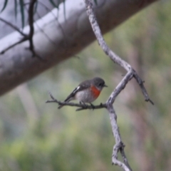 Petroica boodang (Scarlet Robin) at Deakin, ACT - 27 Jul 2019 by LisaH