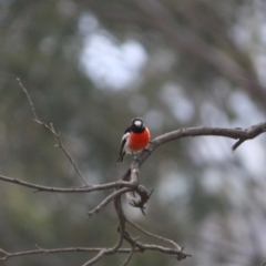 Petroica boodang (Scarlet Robin) at Red Hill Nature Reserve - 27 Jul 2019 by LisaH