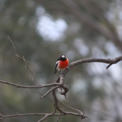 Petroica boodang (Scarlet Robin) at Red Hill Nature Reserve - 27 Jul 2019 by LisaH