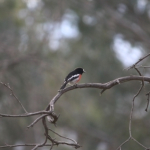 Petroica boodang at Deakin, ACT - 27 Jul 2019 05:25 PM