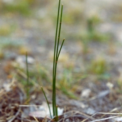 Eleocharis acuta (Common Spike-rush) at Conder, ACT - 6 Dec 1999 by michaelb