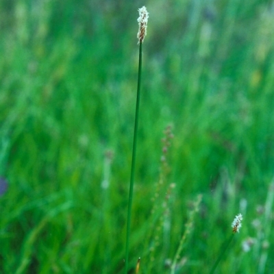 Eleocharis acuta (Common Spike-rush) at Conder, ACT - 11 Dec 2000 by MichaelBedingfield