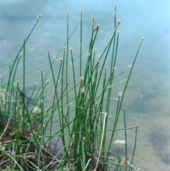 Eleocharis acuta (Common Spike-rush) at Conder, ACT - 3 Jan 2001 by MichaelBedingfield