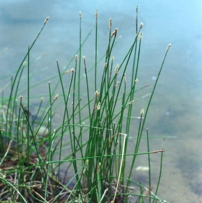 Eleocharis acuta (Common Spike-rush) at Conder Ponds & stormwater drain - 2 Jan 2001 by michaelb