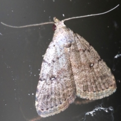 Alapadna pauropis (Variable Spot-wing) at Rosedale, NSW - 15 Feb 2019 by jb2602