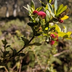 Grevillea baueri (Bauer’s Grevillea) at Wingecarribee Local Government Area - 28 Jul 2019 by Margot