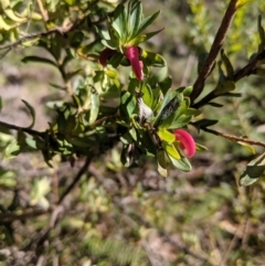 Grevillea baueri at Penrose State Forest - 28 Jul 2019