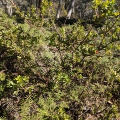 Grevillea baueri at Penrose State Forest - 28 Jul 2019 11:36 AM