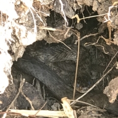 Tropidonophis mairii subsp. mairii (keelback, freshwater snake) at Doonan, QLD - 28 Jul 2019 by JBudgie