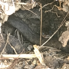 Tropidonophis mairii subsp. mairii at Doonan, QLD - 28 Jul 2019 01:29 PM