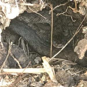 Tropidonophis mairii at Doonan, QLD - 28 Jul 2019